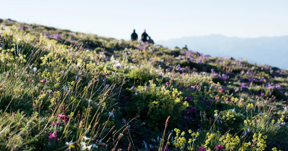 Millbrae Outdoors: Hiking, Biking, and Adventure Awaits